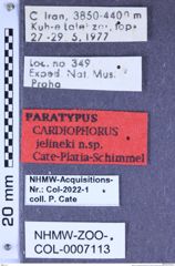 Etiketten zu Cardiophorus jelineki (Cate, Platia & Schimmel, 2002) (NHMW-ZOO-COL-0007113)